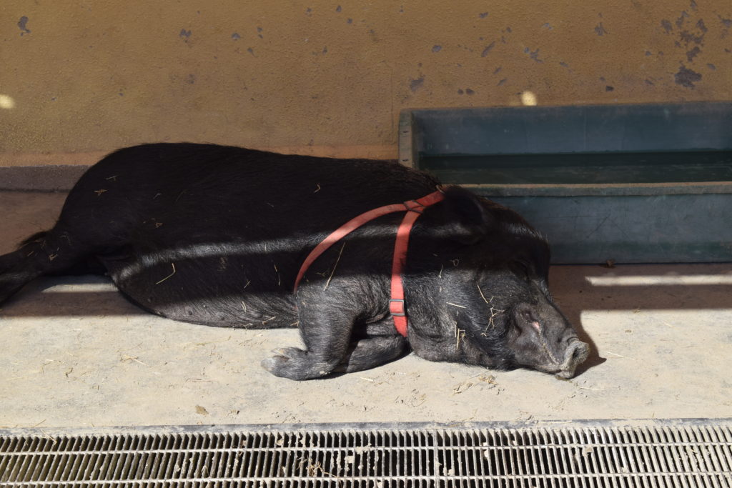 眠る豚