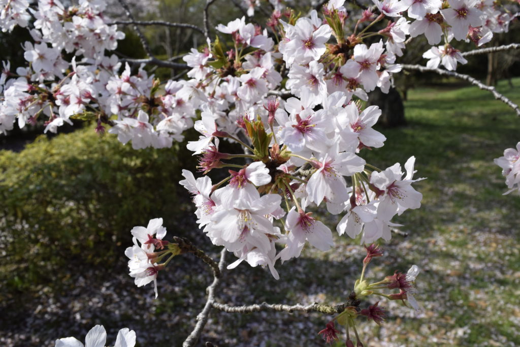 佐倉城の桜