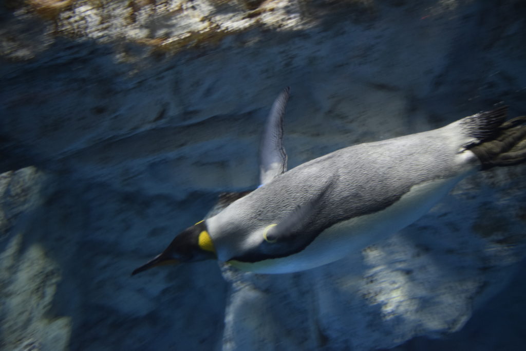 泳ぎ回るペンギン