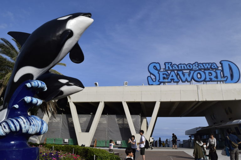 ショーが魅力！鴨川シーワールドで水族館デートを楽しもう！ 遊ナビ